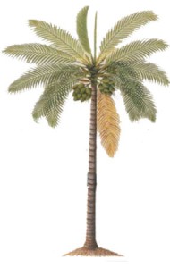 pohon_kelapa