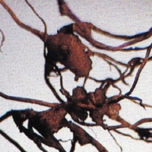 Kelainan bentuk pada akar akibat serangan nematoda M hapla