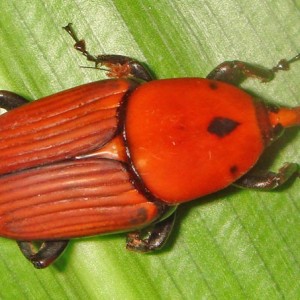 Rhynchophorus1
