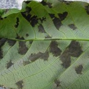 Penyakit Hawar Daun Amerika Selatan (South American Leaf Blight /SALB) Microcyclus ulei